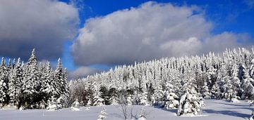 An icy forest after the storm by Claude Laprise