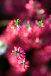 Un automne haut en couleur