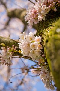 Ein Baumstamm mit Kirschblüte