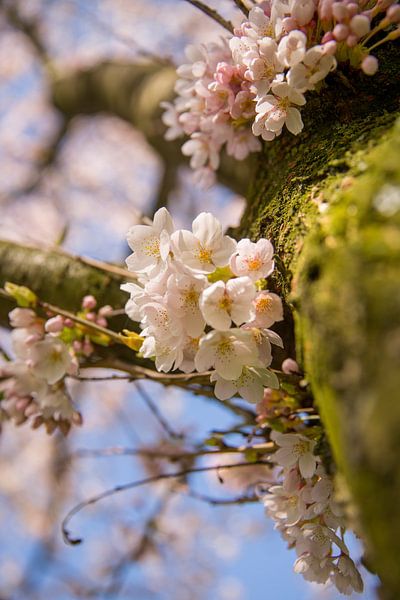 Tronc d'arbre à fleurs de cerisier par Erik de Rijk