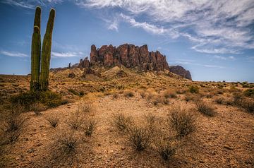 Bijgelovig Saguaro Cactussen van Loris Photography