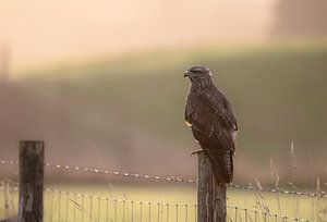 buizerd part 3