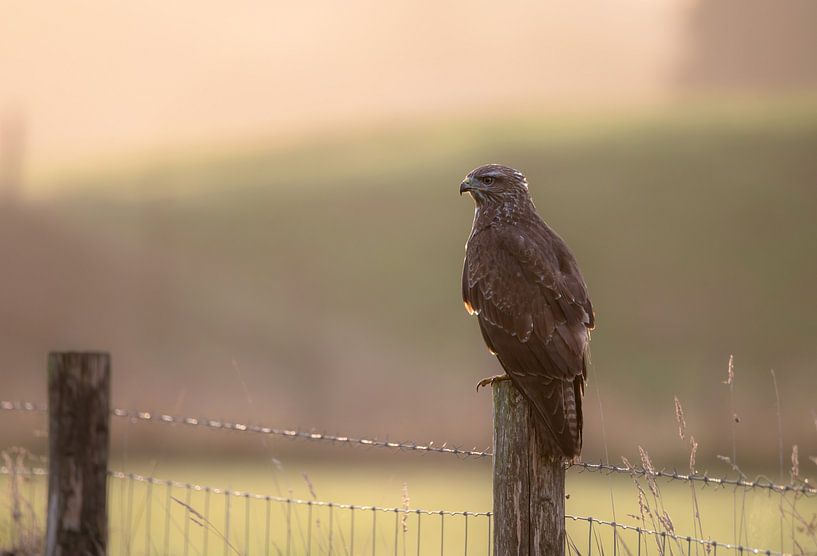 buzzard part 3 by Tania Perneel
