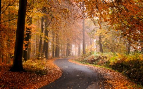 Belgie - Zonnebeke - Herfstplaatje in het heuvelland