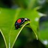 Ladybird by Maurice Looyestein