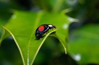 Coccinelle par Maurice Looyestein Aperçu