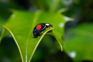 Coccinelle sur Maurice Looyestein