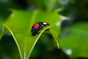Ladybird by Maurice Looyestein