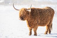 Schotse Hooglander in de sneeuw van Cindy Van den Broecke thumbnail