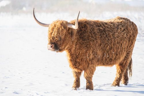 Schotse Hooglander in de sneeuw