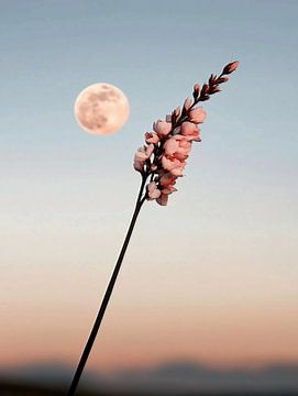 Het geluid van stilte