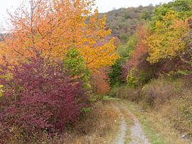 Sentier de randonnée officiel en Rhénanie à l'automne