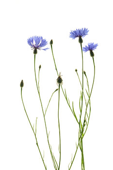 Cornflowers