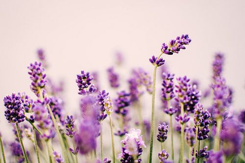 Lavender | Summer close-up