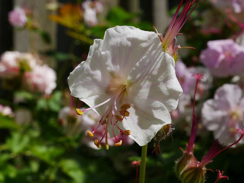 Een witte tuingeranium in het zonnetje. van Wim vd Neut