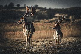 Damhert by Dinand Delft