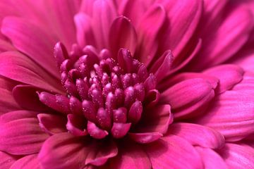 Een bloem
