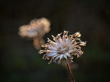 Plant van Rob Boon