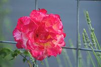 Rose with bars