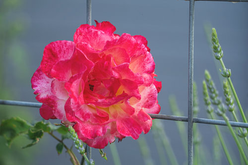 Rose mit Stäben
