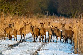 Group of red deer in the snow by Freddy Brongers