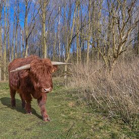 Schotse Hooglander van Patricia van den Bos