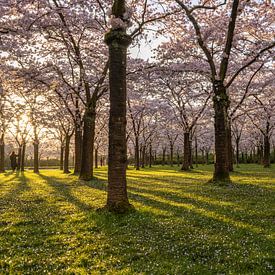 Zonsopkomst in het kersenbloesempark van Connie de Graaf