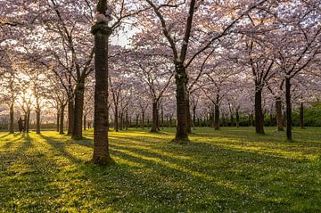 Lever de soleil dans le parc des cerisiers en fleurs