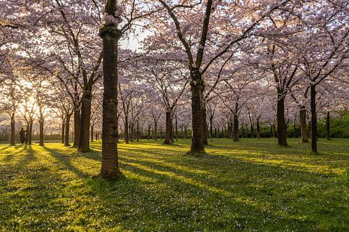 Zonsopkomst in het kersenbloesempark van Connie de Graaf