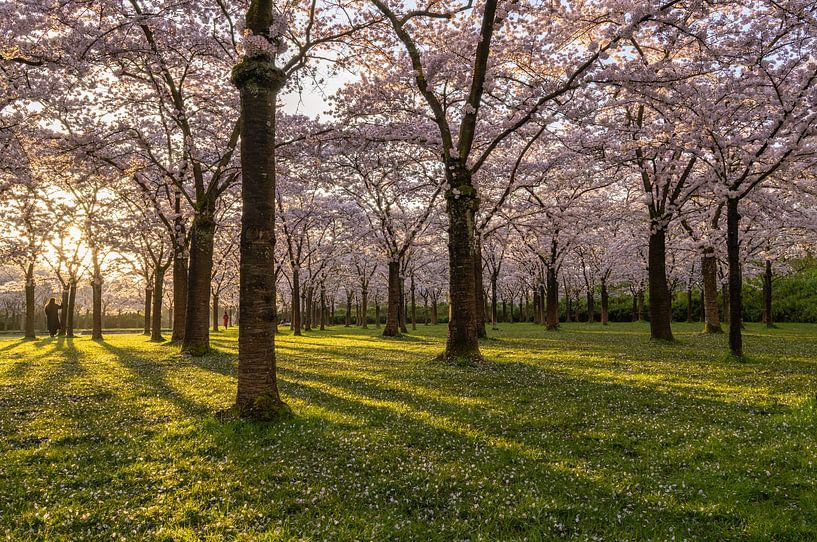 Sonnenaufgang im Kirschblütenpark von Connie de Graaf