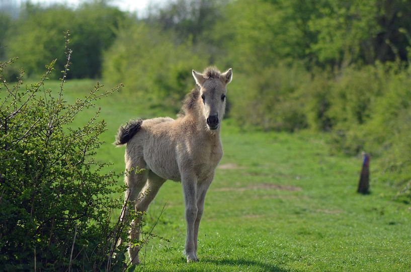 foal konik horse by Marjan Verloop