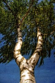 Birke von Gabi Siebenhühner