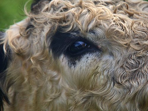 Oog van Galloway