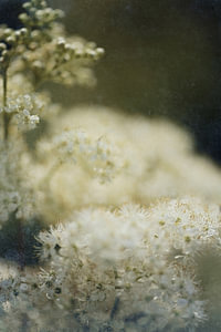 meadowsweet