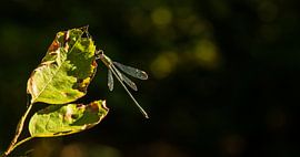 Dragonfly at the sunlight von Nicole Nagtegaal