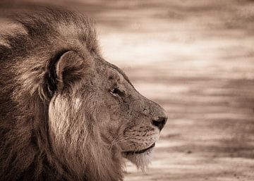 Senegal; Bandia; Der ruhende Löwe von Dirk Lahuis