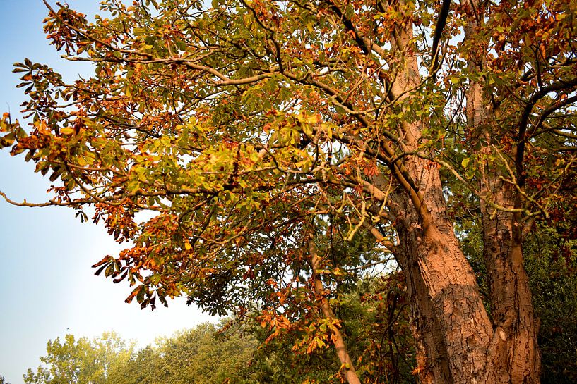 wild chestnut by Janny Schilderink......Atelier "de Tuute "