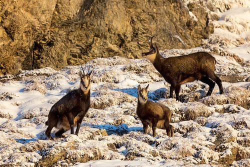 Chamois family in winter by Dieter Meyrl
