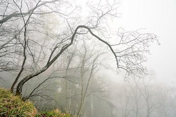Mist at Rosenstein by Max Schiefele