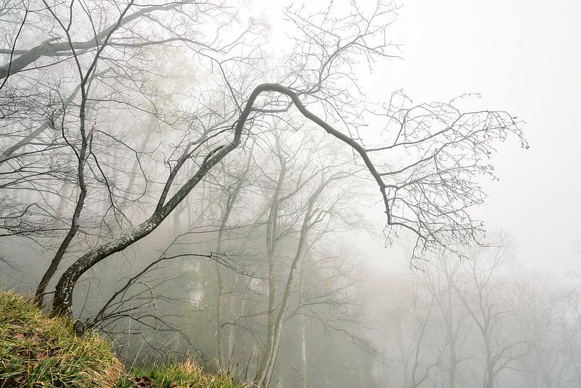 Brouillard à Rosenstein par Max Schiefele