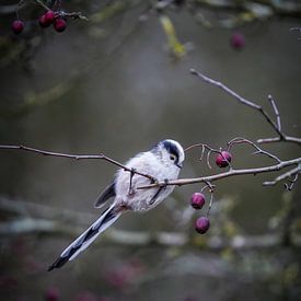 Staartmees in het Schinkelbos van Tom Zwerver