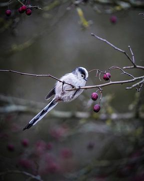 Tailed tit in the Schinkel forest by Tom Zwerver