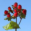 Rote Beeren vor blauem Himmel von Jose Lok