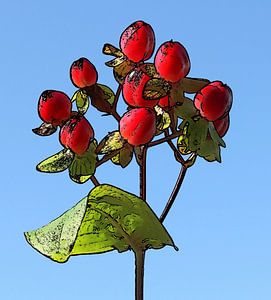 Rote Beeren vor blauem Himmel