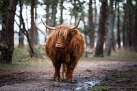Von Angesicht zu Angesicht mit einem schottischen Highlander