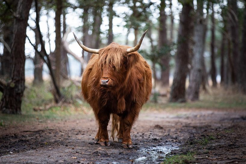 Von Angesicht zu Angesicht mit einem schottischen Highlander von Vincent Keizer
