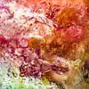 Kleurrijke Abstracte Foto | Roze, oranje en groen van Nanda Bussers