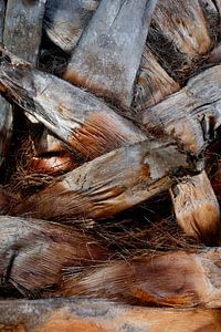 Stamm einer Palme in Ihrem eigenen Garten