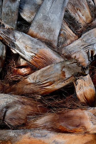 Stam van een palmboom in de eigen tuin