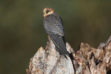 Roodpootvalk (Falco vespertinus) van Ronald Pol